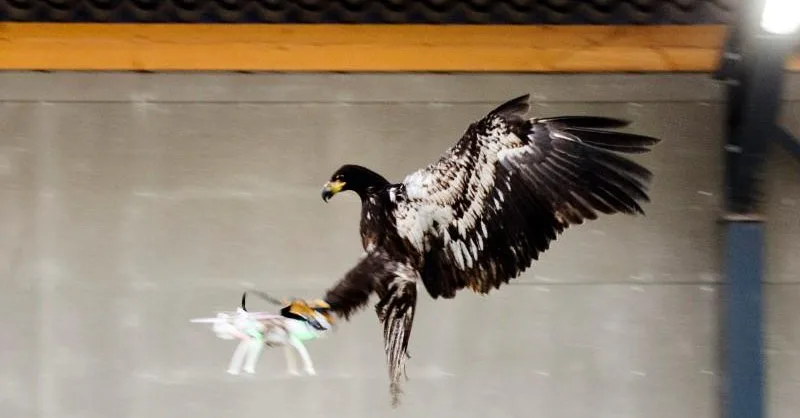 Drone vs Águila !