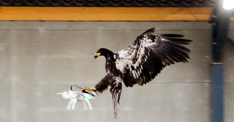 Drone vs Águila !